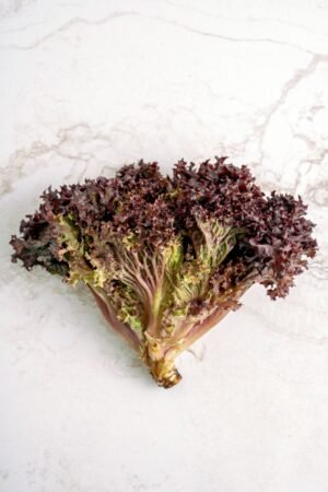 Lollo Bionda Lettuce Pack UAE – Fresh UAE-Grown Curly Lettuce Dubai - wholesale supplier | AgroFoods Global