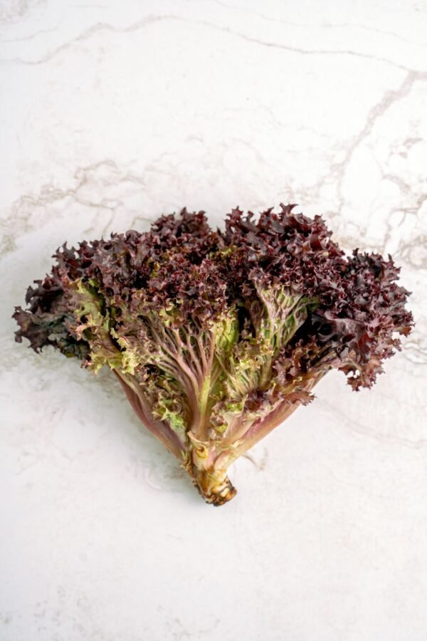 Lollo — Bulk & Wholesale Supply Lollo Bionda Lettuce Pack UAE – Fresh UAE-Grown Curly Lettuce Dubai - wholesale supplier | AgroFoods Global