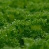 Lollo — Bulk & Wholesale Supply Lettuce Lollo Rosso Netherlands 1 Piece - wholesale supplier | AgroFoods Global