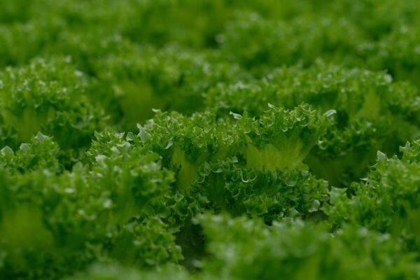 Lollo — Bulk & Wholesale Supply Lettuce Lollo Rosso Netherlands 1 Piece - wholesale supplier | AgroFoods Global