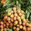 China Fresh Fruits Canned Lychees in Syrup Nw565g for Exporting and Wholesales - wholesale supplier | AgroFoods Global