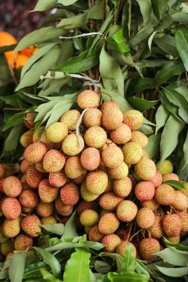 China Fresh Fruits Canned Lychees in Syrup Nw565g for Exporting and Wholesales - wholesale supplier | AgroFoods Global