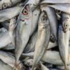 Cheap Frozen Mackerel Fish Bulk Supply - wholesale supplier | AgroFoods Global
