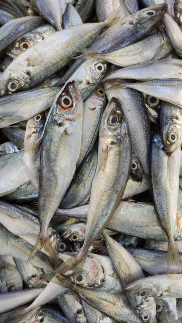 Cheap Frozen Mackerel Fish Bulk Supply - wholesale supplier | AgroFoods Global
