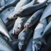 Hot Sale Canned Food Canned Mackerel - wholesale supplier | AgroFoods Global