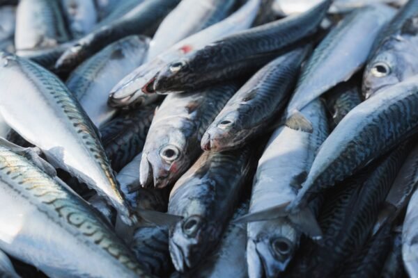 Hot Sale Canned Food Canned Mackerel - wholesale supplier | AgroFoods Global