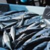 Factory Best Price Best Canned Mackerel - wholesale supplier | AgroFoods Global