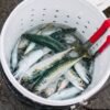 Factory Best Price Canned Mackerel in - wholesale supplier | AgroFoods Global