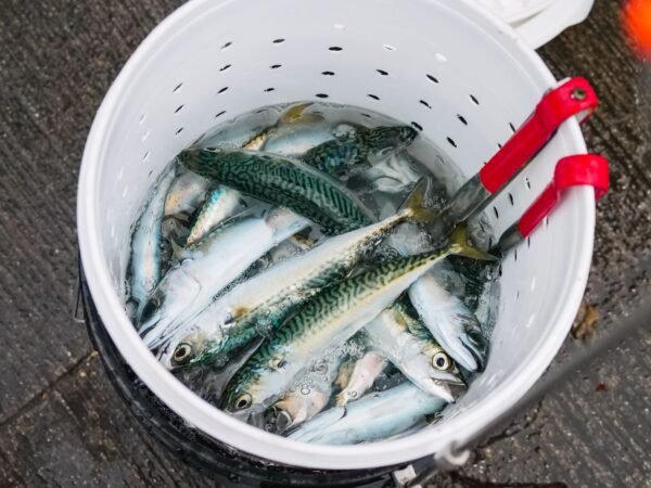 Factory Best Price Canned Mackerel in - wholesale supplier | AgroFoods Global