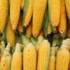 100TPD Automatic Corn Grinding Machine Industrial - wholesale supplier | AgroFoods Global