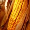Yellow Corn White Corn Maize for - wholesale supplier | AgroFoods Global