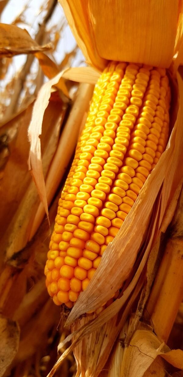 Yellow Corn White Corn Maize for - wholesale supplier | AgroFoods Global