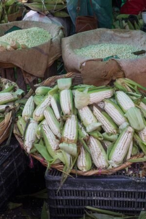 Dried Yellow Maize Corn GMO for - wholesale supplier | AgroFoods Global