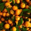Mandarin Nadorcott UAE – Premium Seedless Mandarins Dubai AED 8.50/kg - wholesale supplier | AgroFoods Global