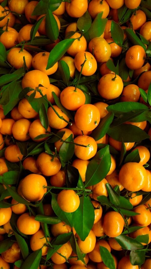 Mandarin Nadorcott UAE – Premium Seedless Mandarins Dubai AED 8.50/kg - wholesale supplier | AgroFoods Global