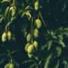 Mango Taimoor - wholesale supplier | AgroFoods Global