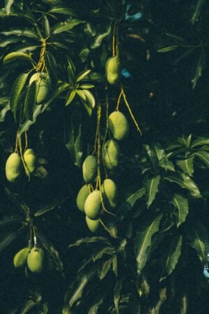 Mango Taimoor - wholesale supplier | AgroFoods Global