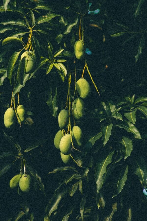 Mango Taimoor - wholesale supplier | AgroFoods Global