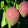 Delcasino Mango Hot And Sweet Sauce 165g - wholesale supplier | AgroFoods Global
