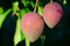 Delcasino Mango Hot And Sweet Sauce 165g - wholesale supplier | AgroFoods Global