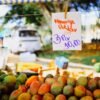 Mango Green UAE – Fresh Unripe Green Mangoes Wholesale Supplier Dubai - wholesale supplier | AgroFoods Global