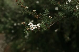 Wedderspoon Raw Monofloral Manuka Honey 340g – Wholesale & Export UAE - wholesale supplier | AgroFoods Global