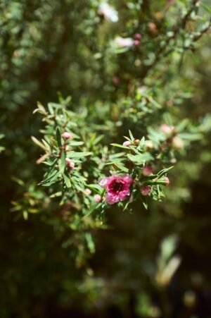 Wedderspoon Raw Multifloral Manuka Honey 500g – Wholesale & Export UAE - wholesale supplier | AgroFoods Global
