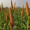 Peacock Proso Millet 500g – Wholesale & Export UAE - wholesale supplier | AgroFoods Global