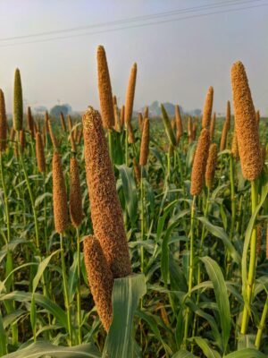 Peacock Proso Millet 500g – Wholesale & Export UAE - wholesale supplier | AgroFoods Global