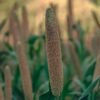 Peacock Foxtail Millet 500g – Wholesale & Export UAE - wholesale supplier | AgroFoods Global