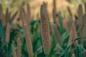 Peacock Foxtail Millet 500g – Wholesale & Export UAE - wholesale supplier | AgroFoods Global