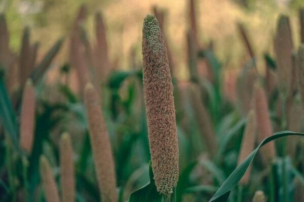Peacock Foxtail Millet 500g – Wholesale & Export UAE - wholesale supplier | AgroFoods Global
