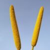 Peacock Proso Millet 500g – Wholesale & Export UAE - wholesale supplier | AgroFoods Global