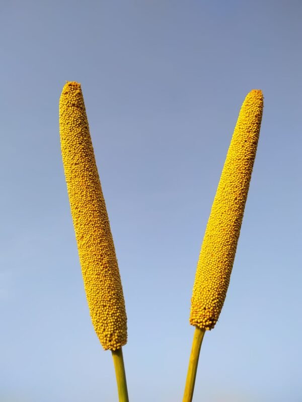 Peacock Proso Millet 500g – Wholesale & Export UAE - wholesale supplier | AgroFoods Global