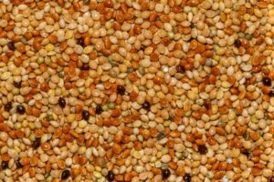 Peacock Kodo Millet 500g – Wholesale & Export UAE - wholesale supplier | AgroFoods Global