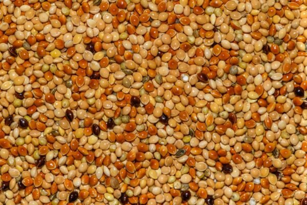 Peacock Kodo Millet 500g – Wholesale & Export UAE - wholesale supplier | AgroFoods Global