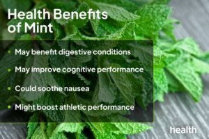 Premium Mint (Pudina) UAE – Fresh Mint Leaves Wholesale & Supplier Dubai - wholesale supplier | AgroFoods Global