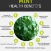 Premium Mint (Pudina) UAE – Fresh Mint Leaves Wholesale & Supplier Dubai - wholesale supplier | AgroFoods Global