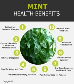 Premium Mint (Pudina) UAE – Fresh Mint Leaves Wholesale & Supplier Dubai - wholesale supplier | AgroFoods Global