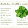 Mint - wholesale supplier | AgroFoods Global