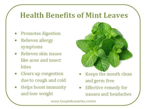 Mint - wholesale supplier | AgroFoods Global