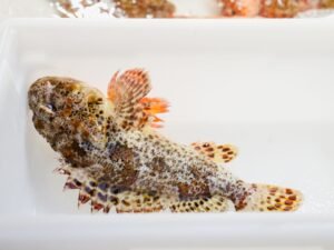 Frozen Monkfish Tail - wholesale supplier | AgroFoods Global