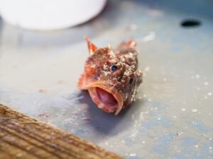 Frozen Monkfish Tail High Quality and - wholesale supplier | AgroFoods Global