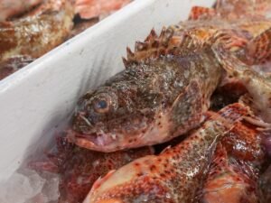 High Quality Frozen Monkfish Tail High - wholesale supplier | AgroFoods Global