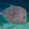 Moonfish — Bulk & Wholesale Supply Frozen Moonfish BQF 40 50pcs 40 - wholesale supplier | AgroFoods Global
