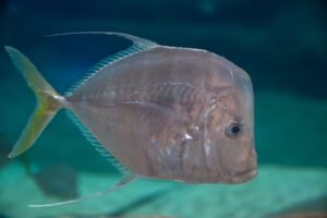 Frozen Moonfish BQF 40 50pcs 40 - wholesale supplier | AgroFoods Global