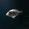 High Quality Frozen Moonfish100 150g Whole - wholesale supplier | AgroFoods Global