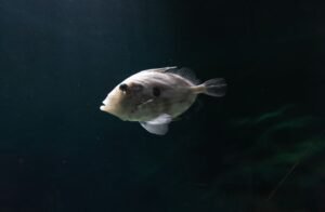 High Quality Frozen Moonfish100 150g Whole - wholesale supplier | AgroFoods Global