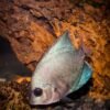 Moonfish — Bulk & Wholesale Supply Whole Round Moonfish Ikan Seafrozen Moon - wholesale supplier | AgroFoods Global