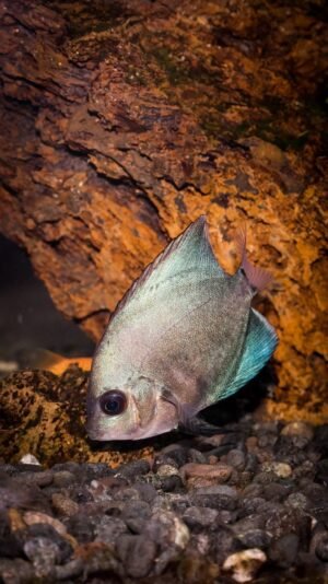 Whole Round Moonfish Ikan Seafrozen Moon - wholesale supplier | AgroFoods Global